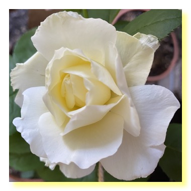 Ivory Rose
