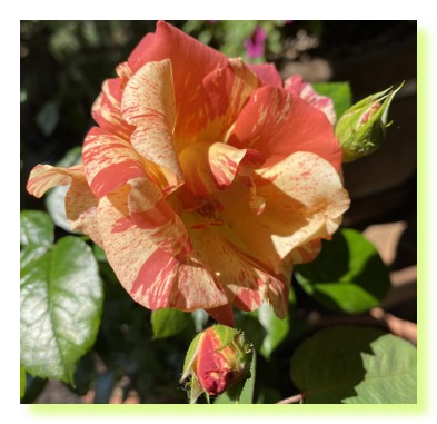 Orange Rose